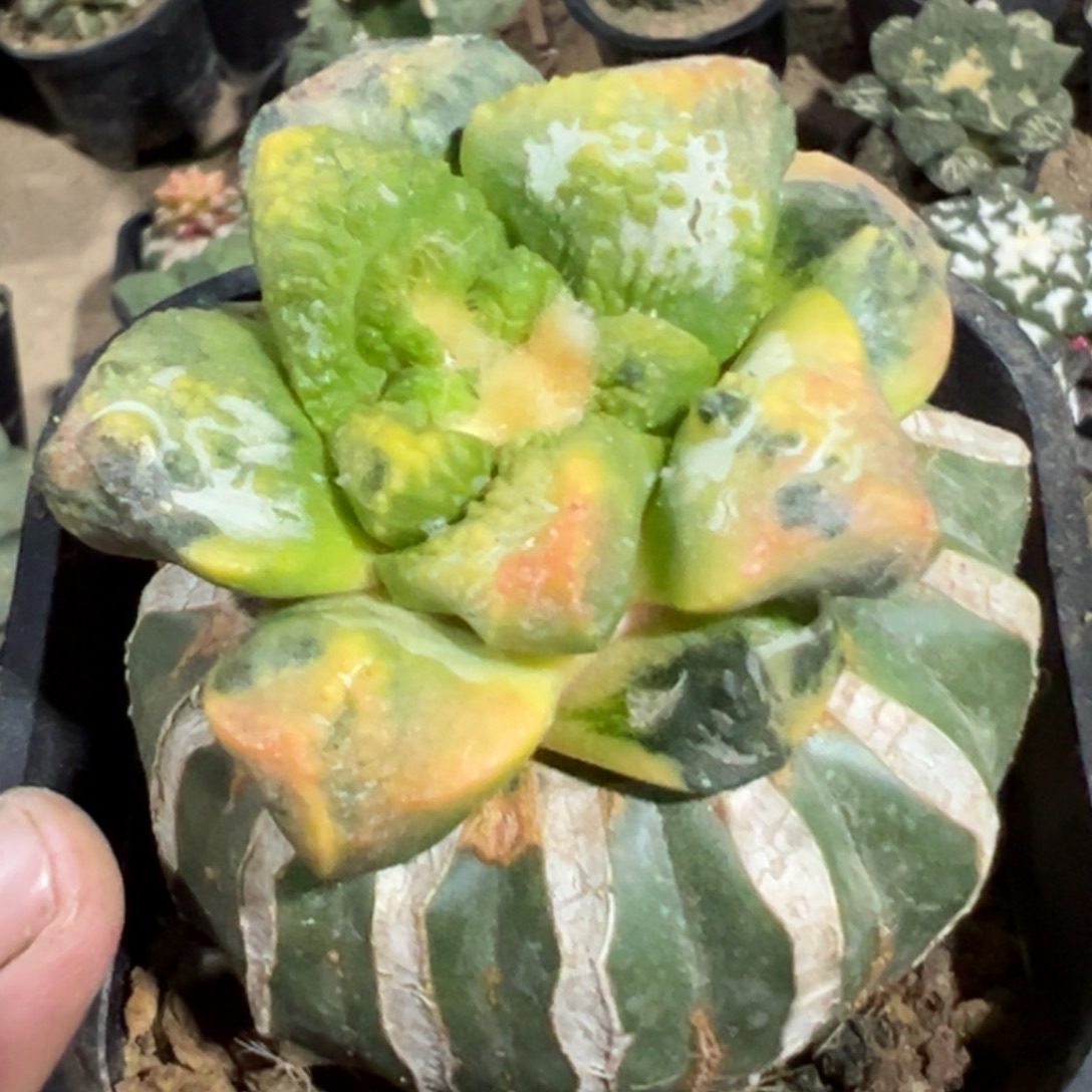 无花朵福利红锦散班龟甲连山牡丹锦236
