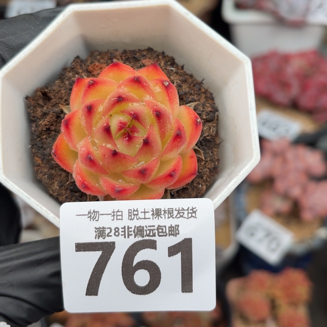 月亮石无盆土发货
