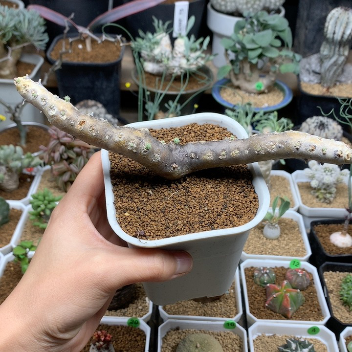 产地黑皮月界脱土