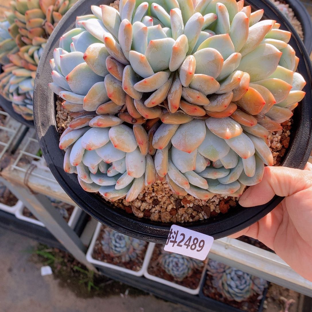 2489多头一个小时左右即可享受以下