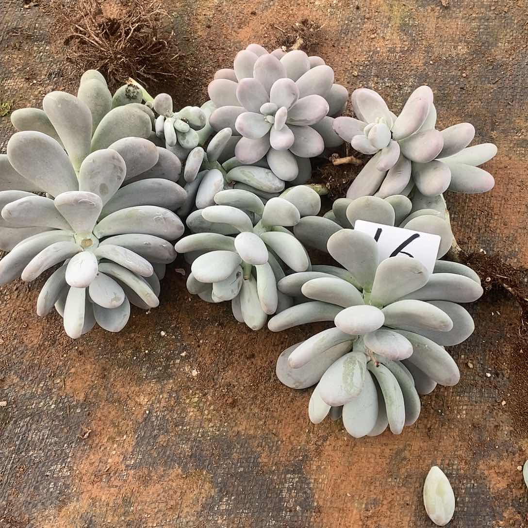 一堆多肉不认识16