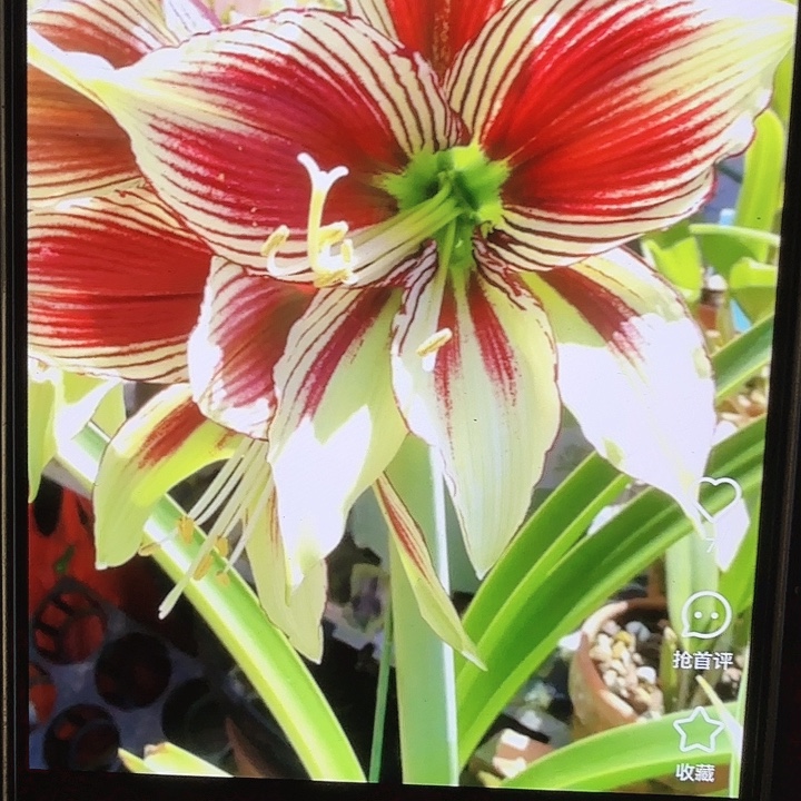 凤蝶直径6+基地球