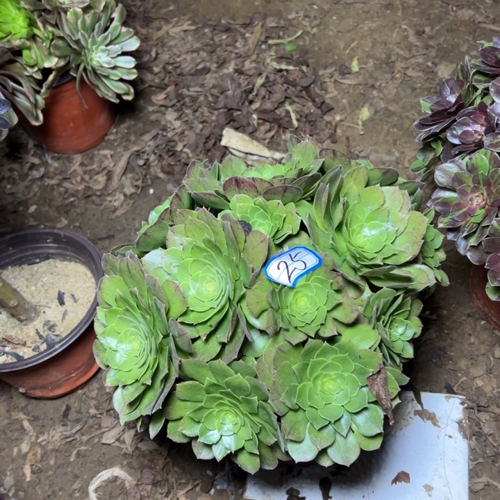 圣罗兰断枝不包25