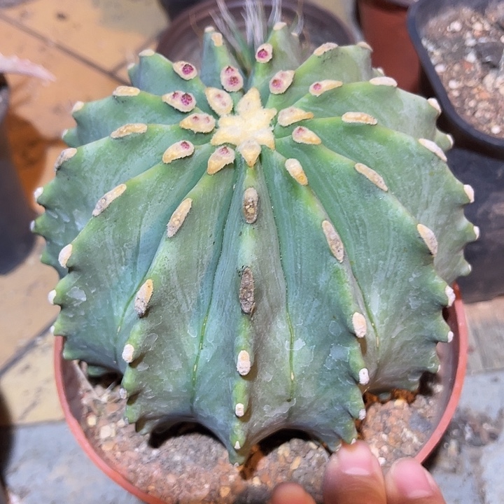 满38包邮2天凑单，脱土晾根发货多肉植物王冠龙