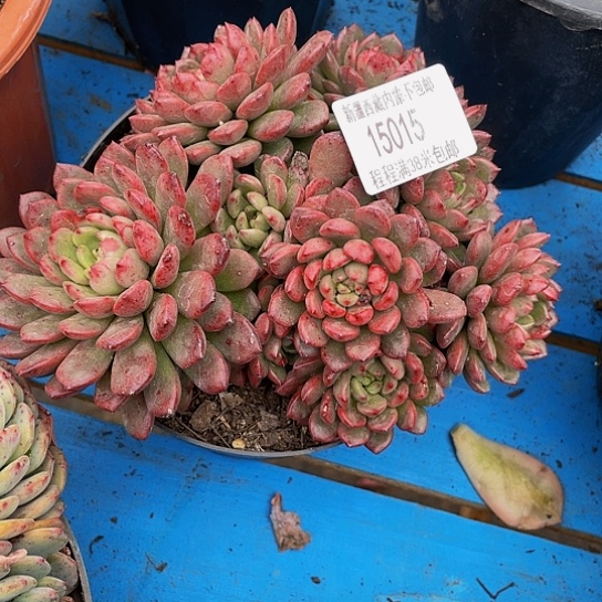 白*飞红宝石15015多肉