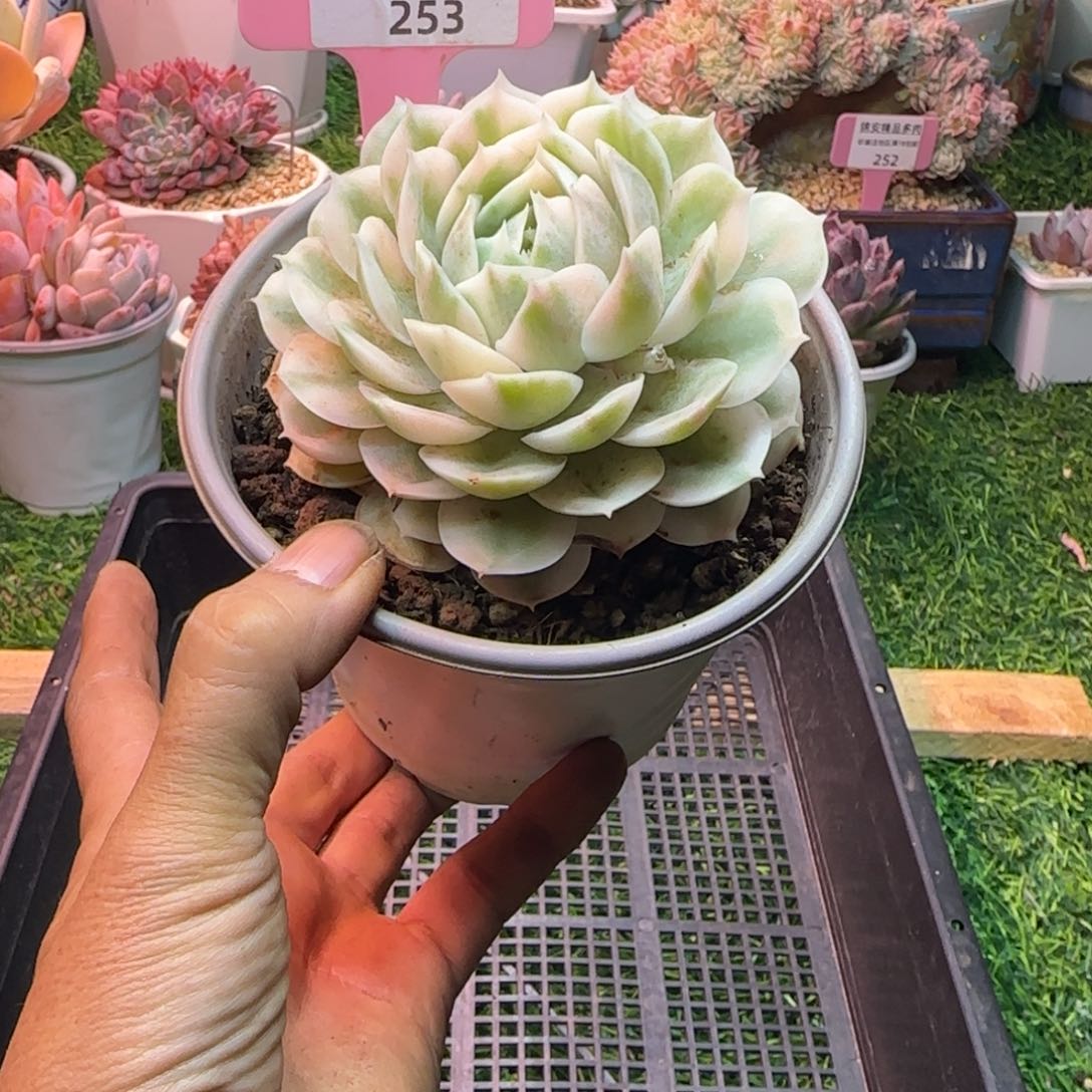 锦安精品多肉编号253