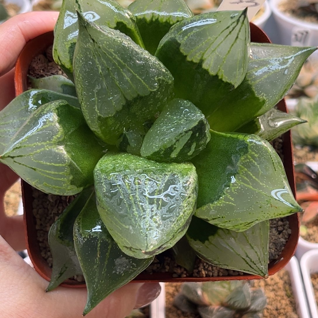 33裹班若福利专场