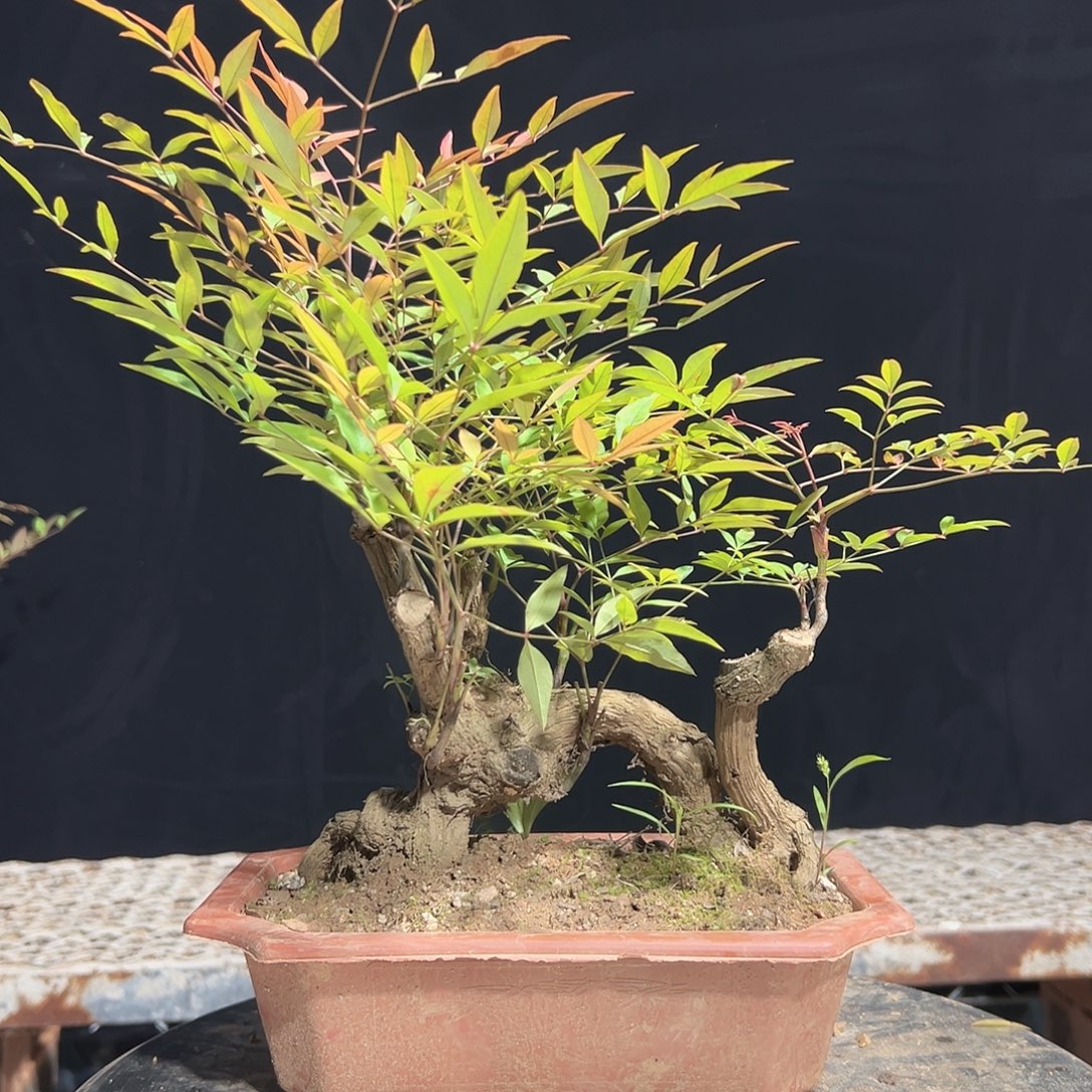 不开花植物3333366666666