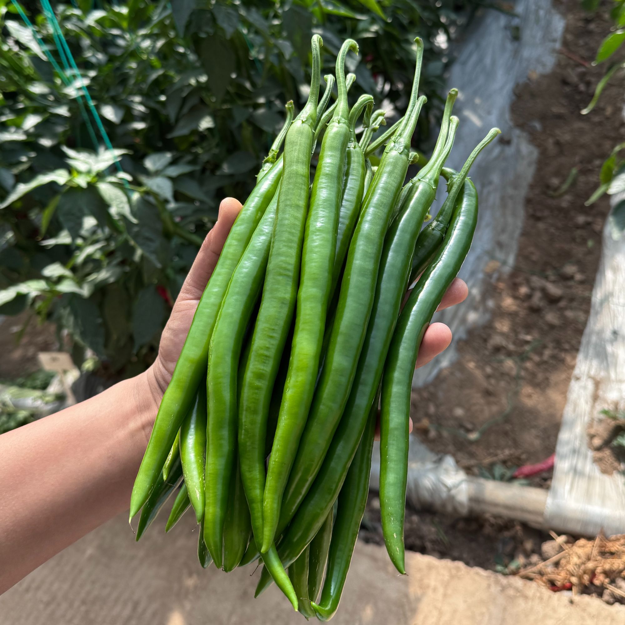 河南农大豫艺优质线椒皮薄肉厚香辣无渣虎皮尖椒炒肉炒蛋
