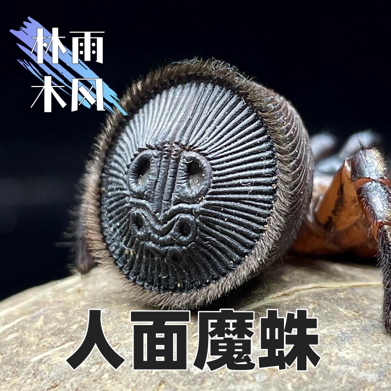 人面魔蛛学名里氏盘腹蛛也叫金钱活板门蛛洞穴型饲养宠物蜘蛛