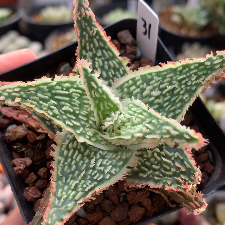 实生园艺芦荟带盆土发货