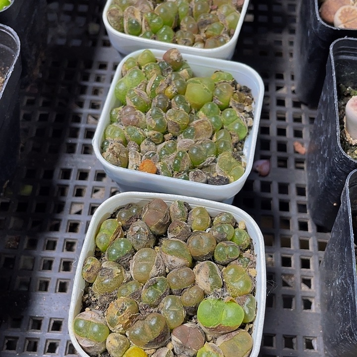 风铃5.8带盆土发