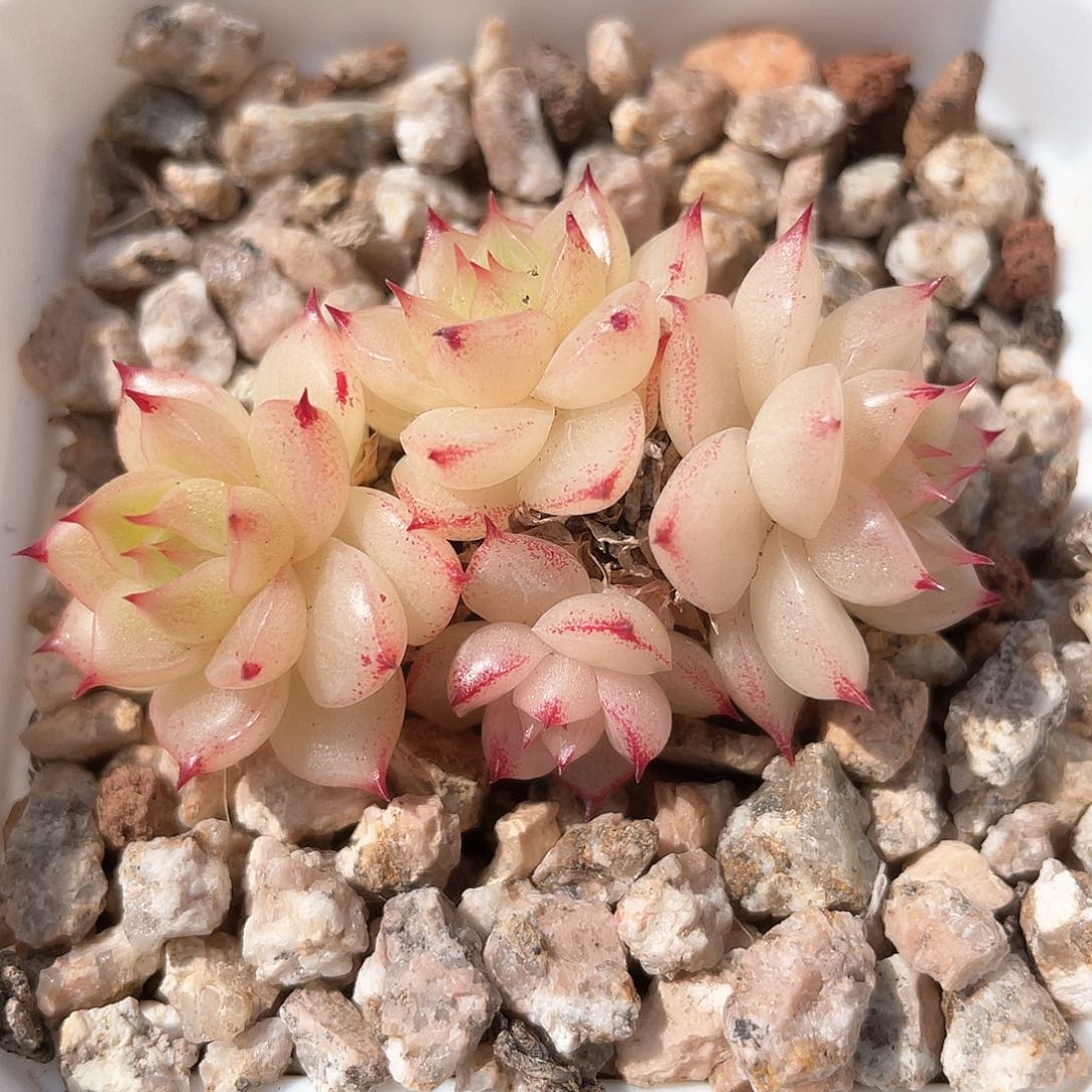 优选麦秆福利8895