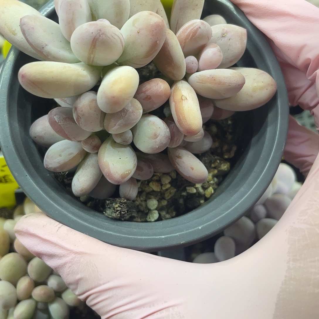 心***飞萤火虫奶酪一个。     