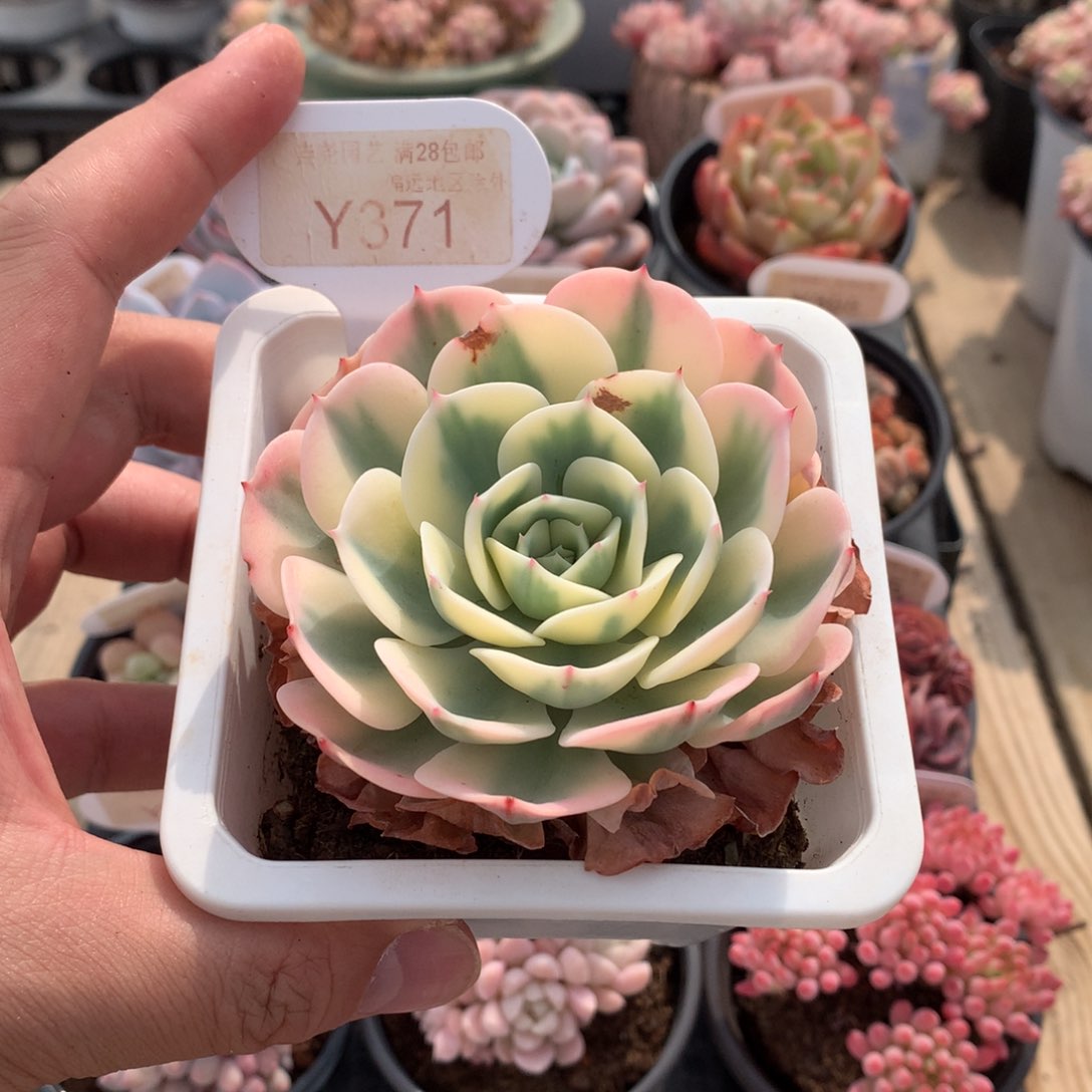 一物一拍0371鲁氏石莲锦