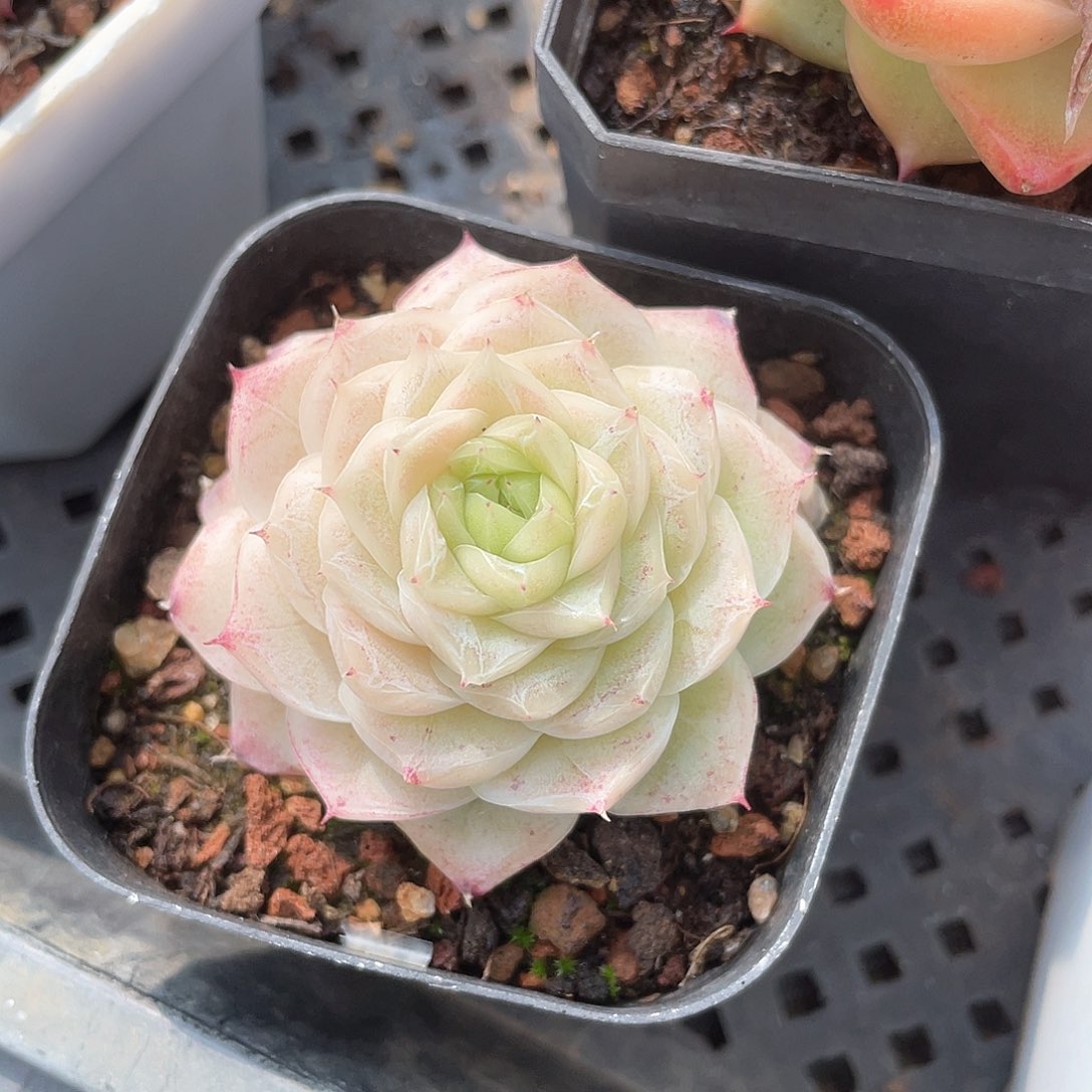 M****a优选女王福利8143