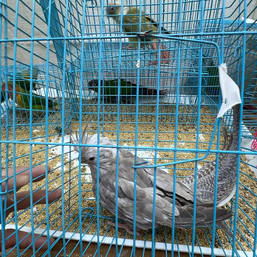 佳***琦玄凤鹦鹉/鸡尾鹦鹉微瑕一只包活3天