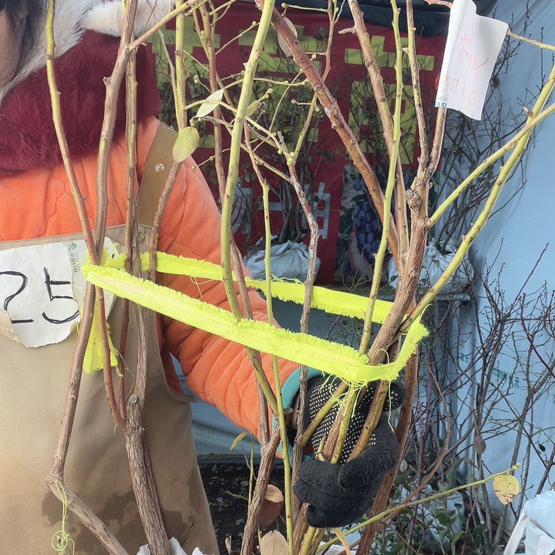 完全开放大果纯甜无酸蓝莓