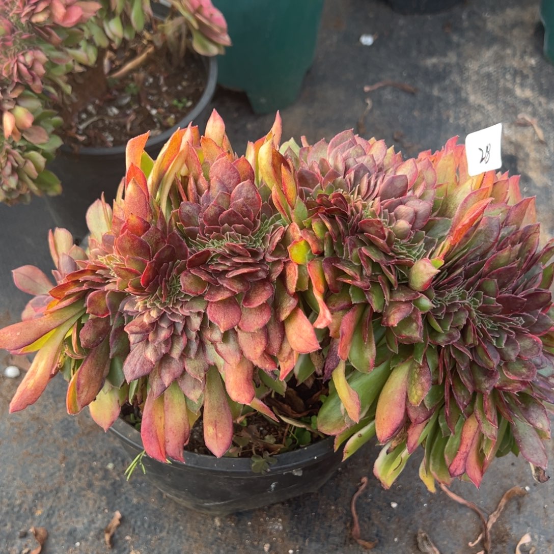 218黑魔锦缀多肉嘻嘻嘻