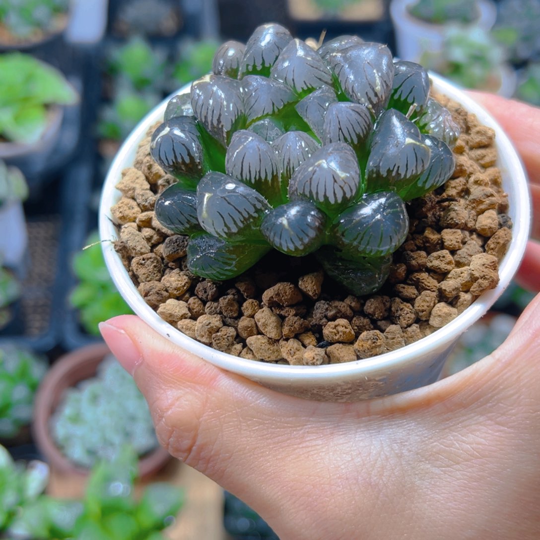 ****哈万象盆冰灯玉露多肉1