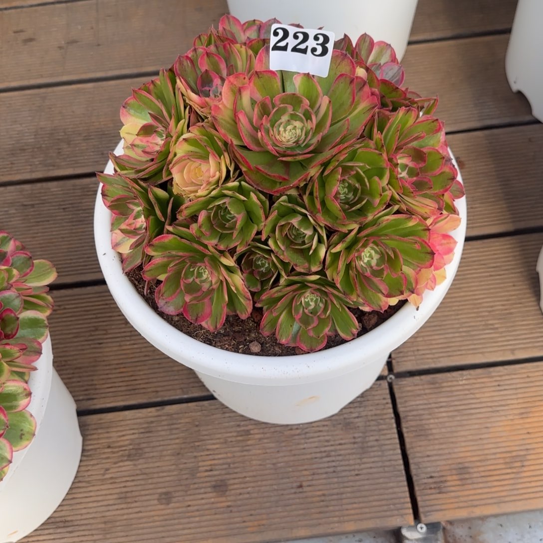 *****223海神实生脱土发货