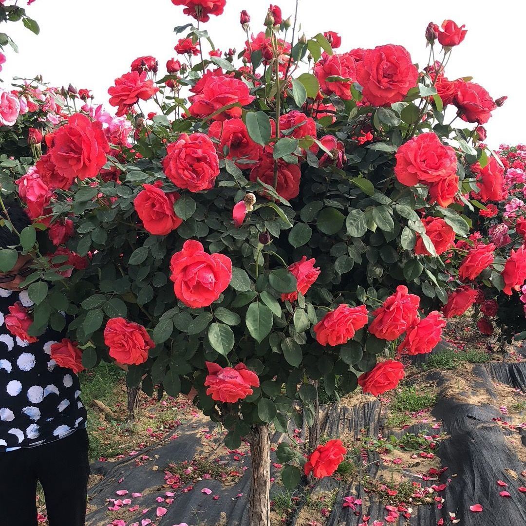 【月月开花】原盆原土树桩月季棒棒糖四季开花庭院带花苞
