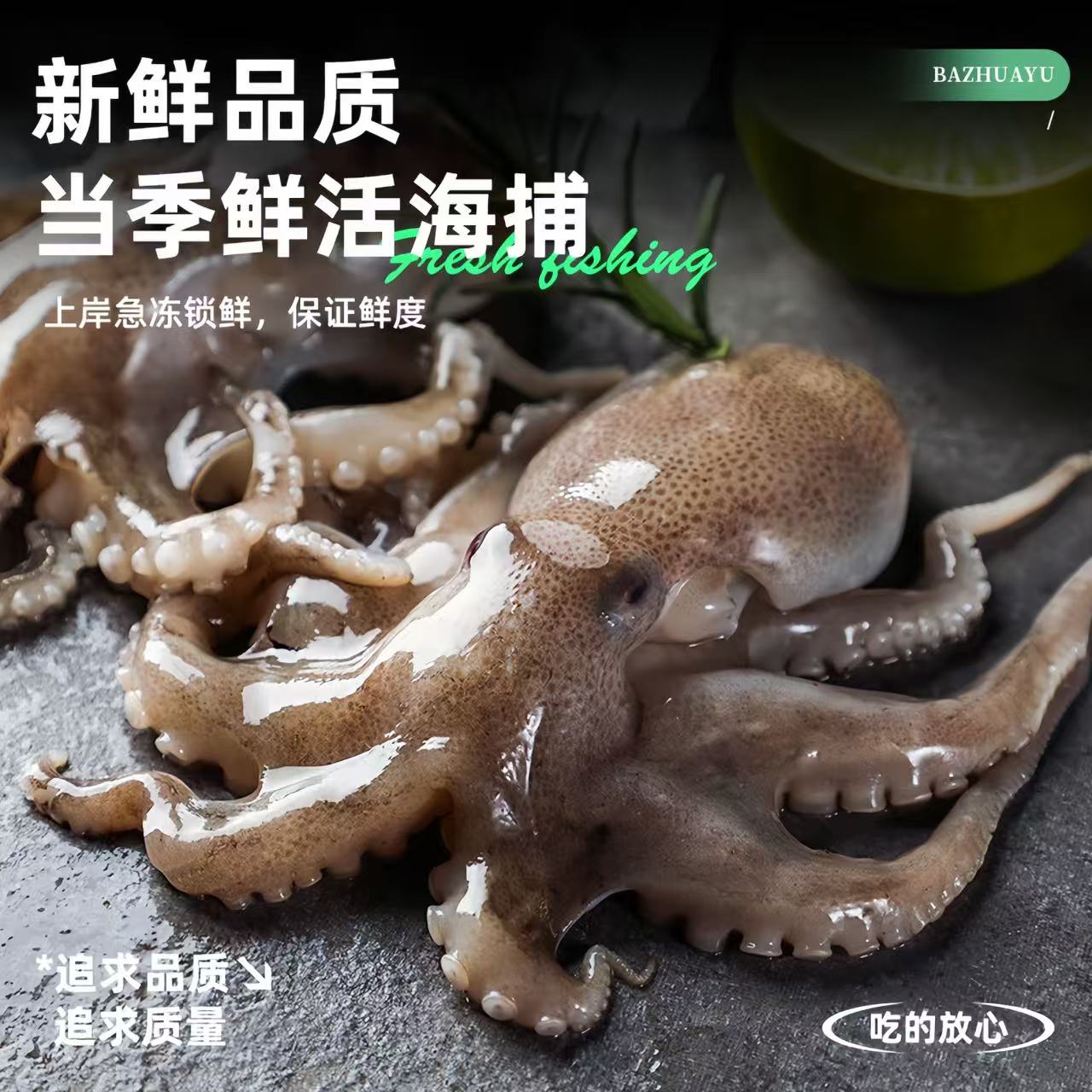 【新店开业】海捕八爪鱼新鲜品质口感劲道有嚼劲1.5kg净重新疆包邮