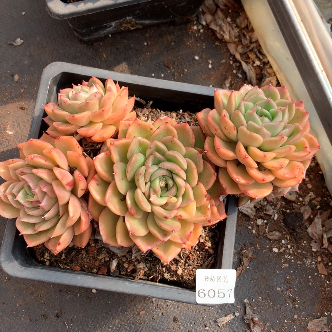 一****鸟6057杂交多肉植物基地