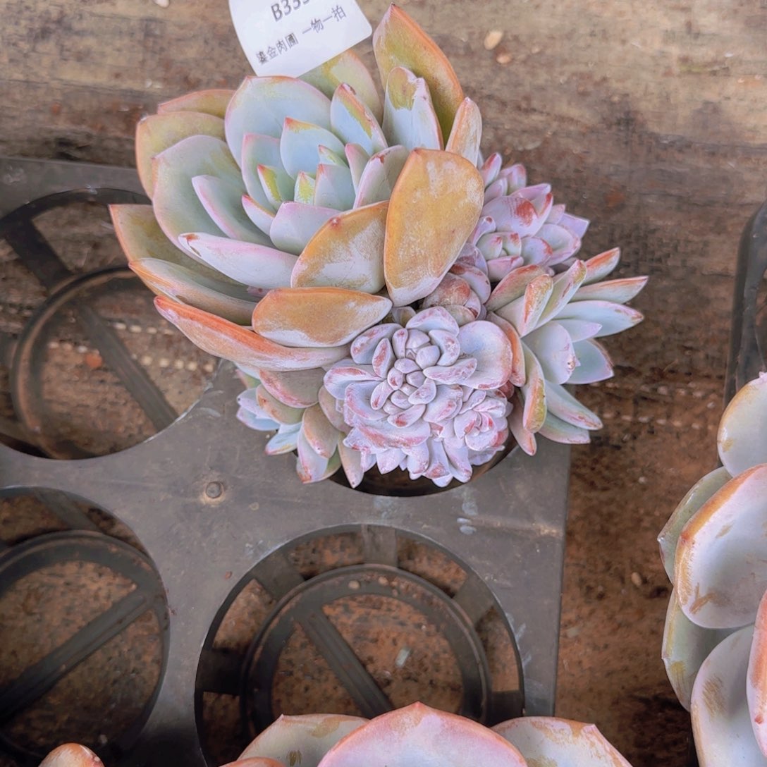 银***阳B335奶茶带缀    