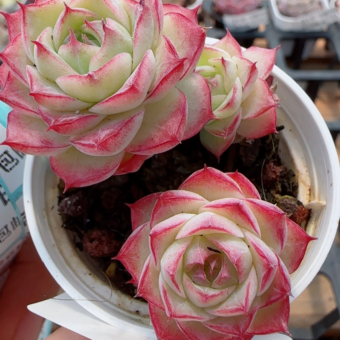 花语逸镜0326-219