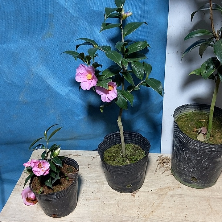 完全开放美人茶原生
