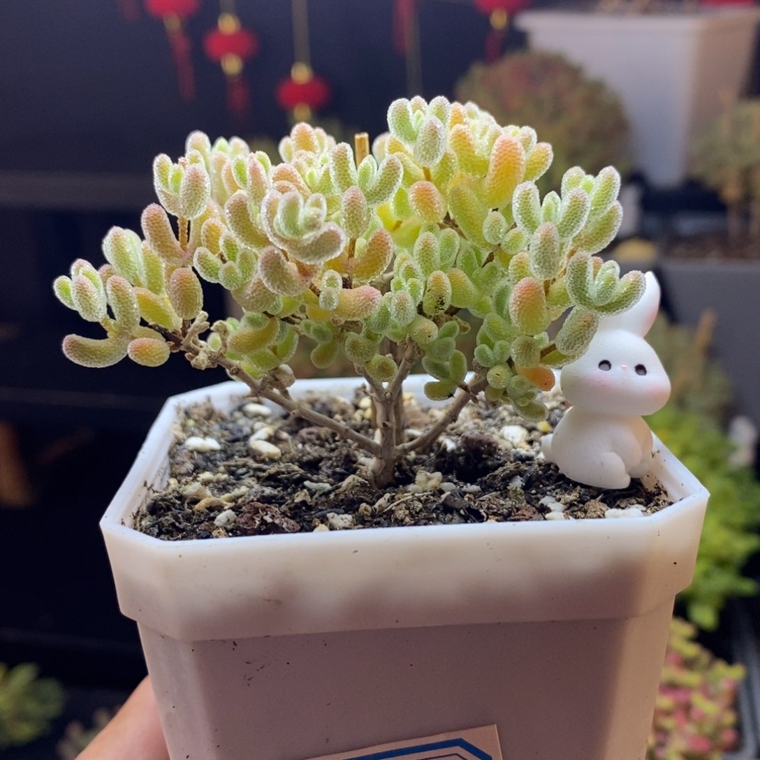 花****舒243号优选冰晶枝干多肉