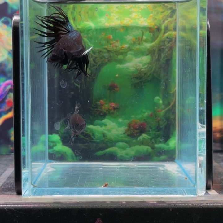 斗鱼哈哈真的超级喜欢这种人