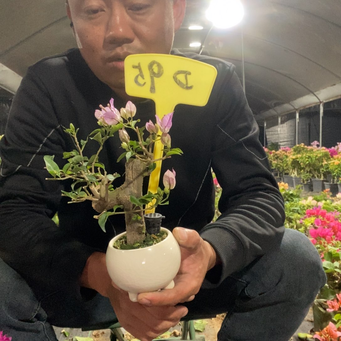 我***范无花朵三角梅雪紫D95