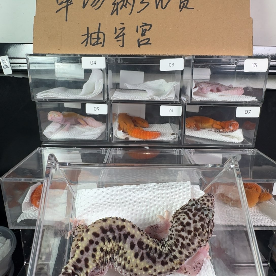 豹纹守宫雪花日食妹妹