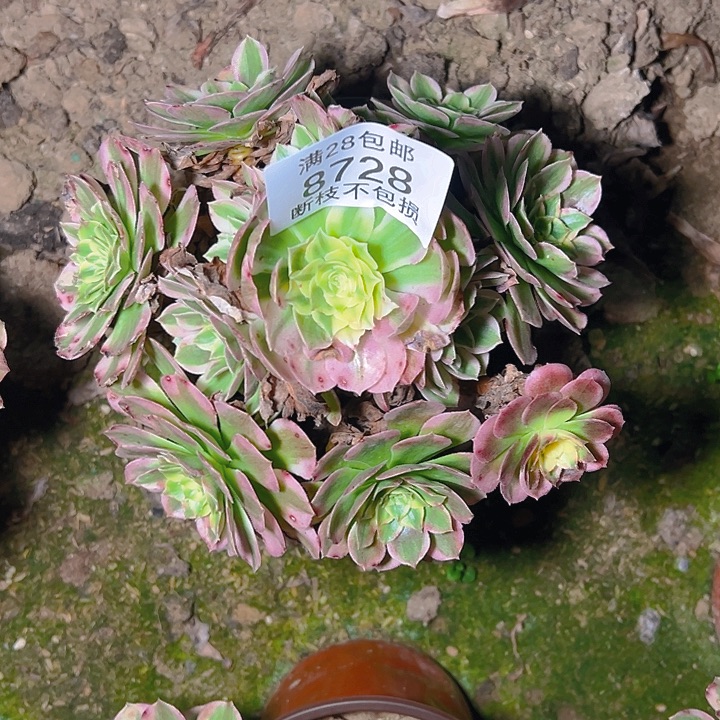 8728海仙多肉植物