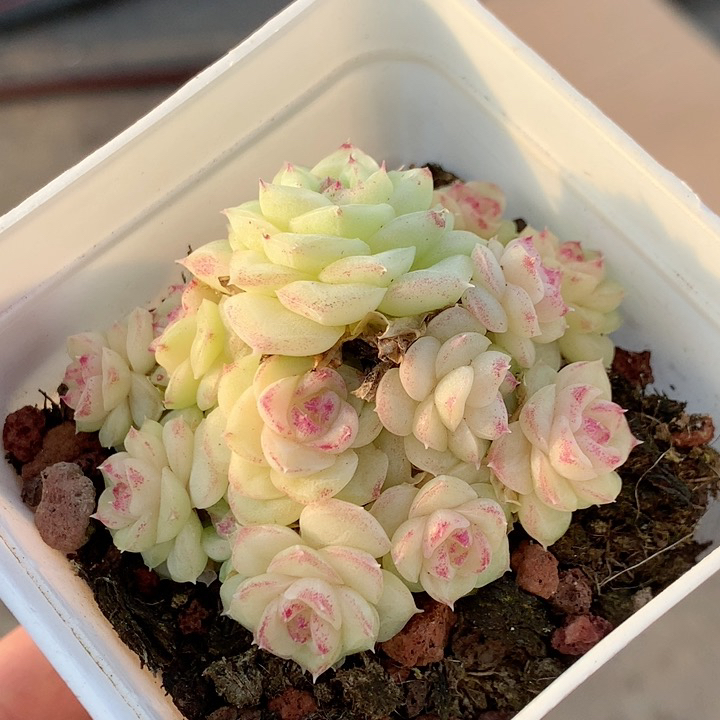 多肉植物一物一拍年后发货  拍对应价格  