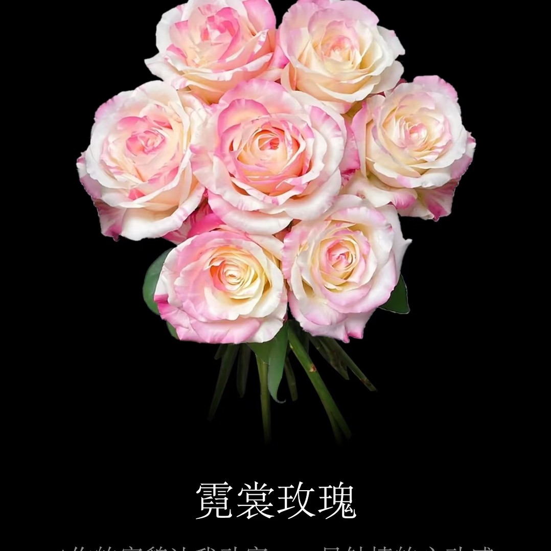 霓裳，不规则条纹玫瑰花型高脚杯切花月季扦插中苗