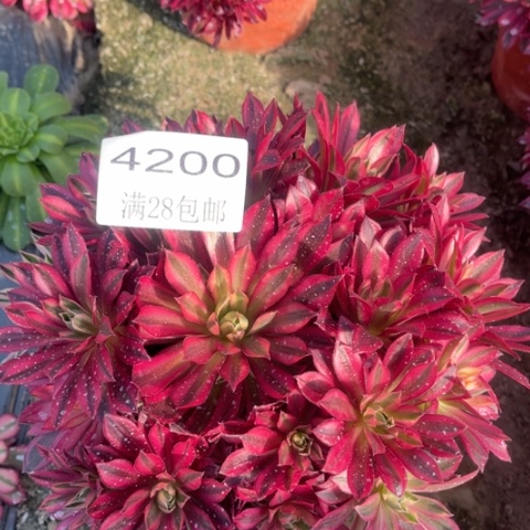 凤凰白多肉多肉4200