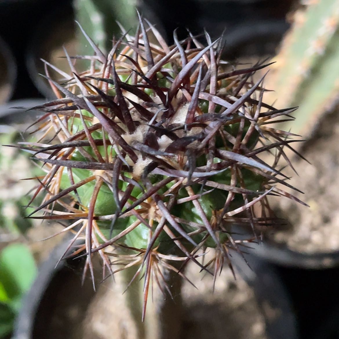 【闪购商品】印加圆盘袖蒲苗接