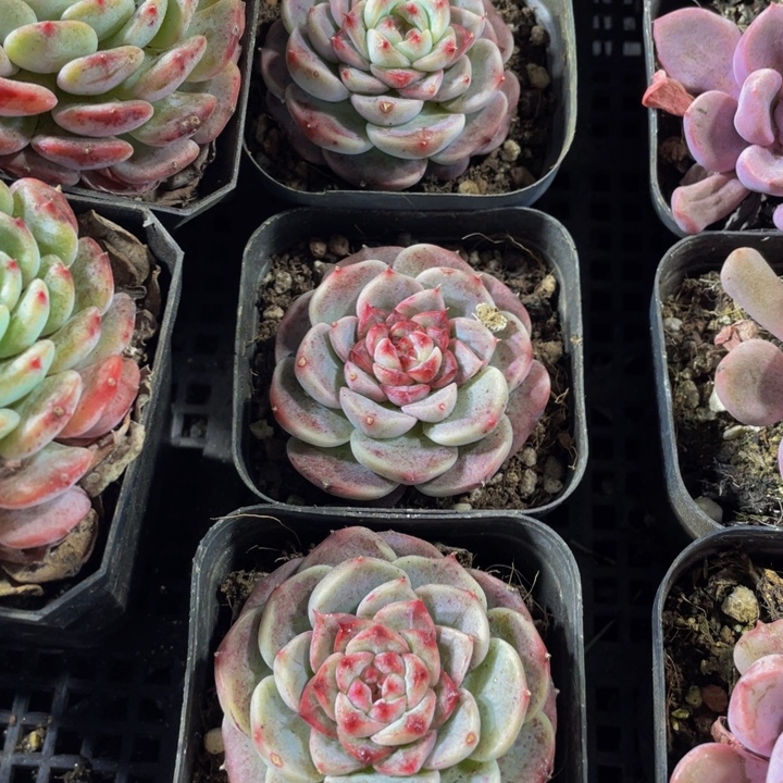 天鹅绒带哦土发货