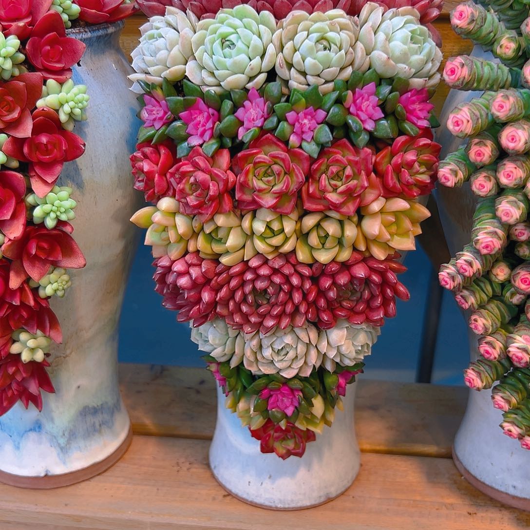 005步步高升多肉组合