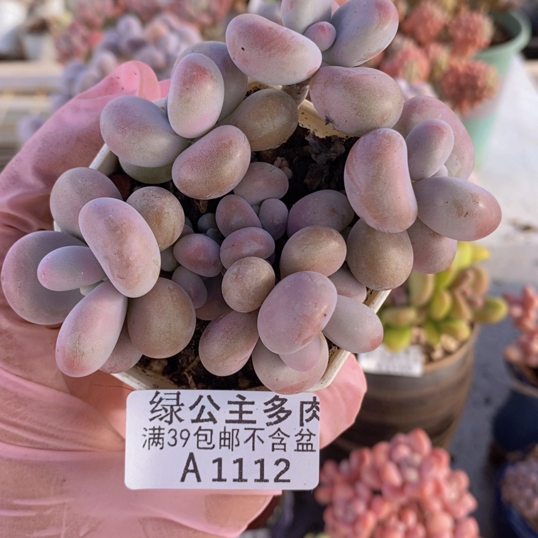 腰子桃蛋6cm1112多肉植物