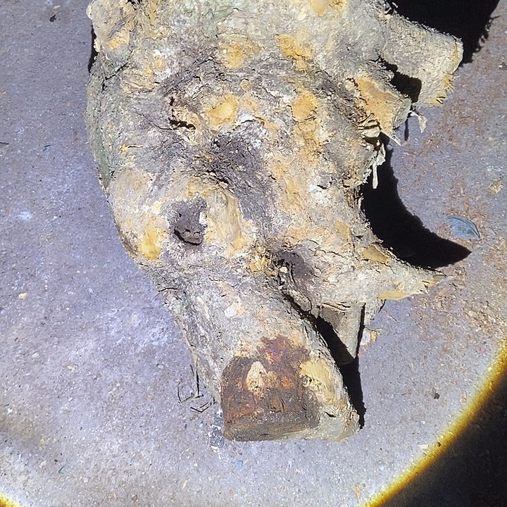 林***魁手串/手链楠木（金丝楠）