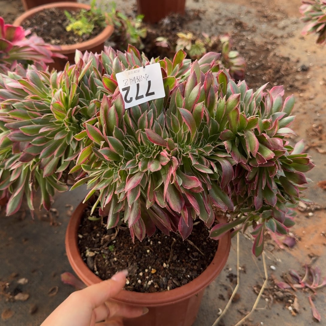 772粉女神缀化多肉植物满28包邮