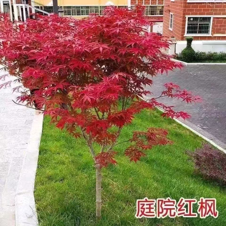红枫树苗四季红舞姬别墅庭院绿化耐寒耐旱枫叶盆景北方种植物盆栽