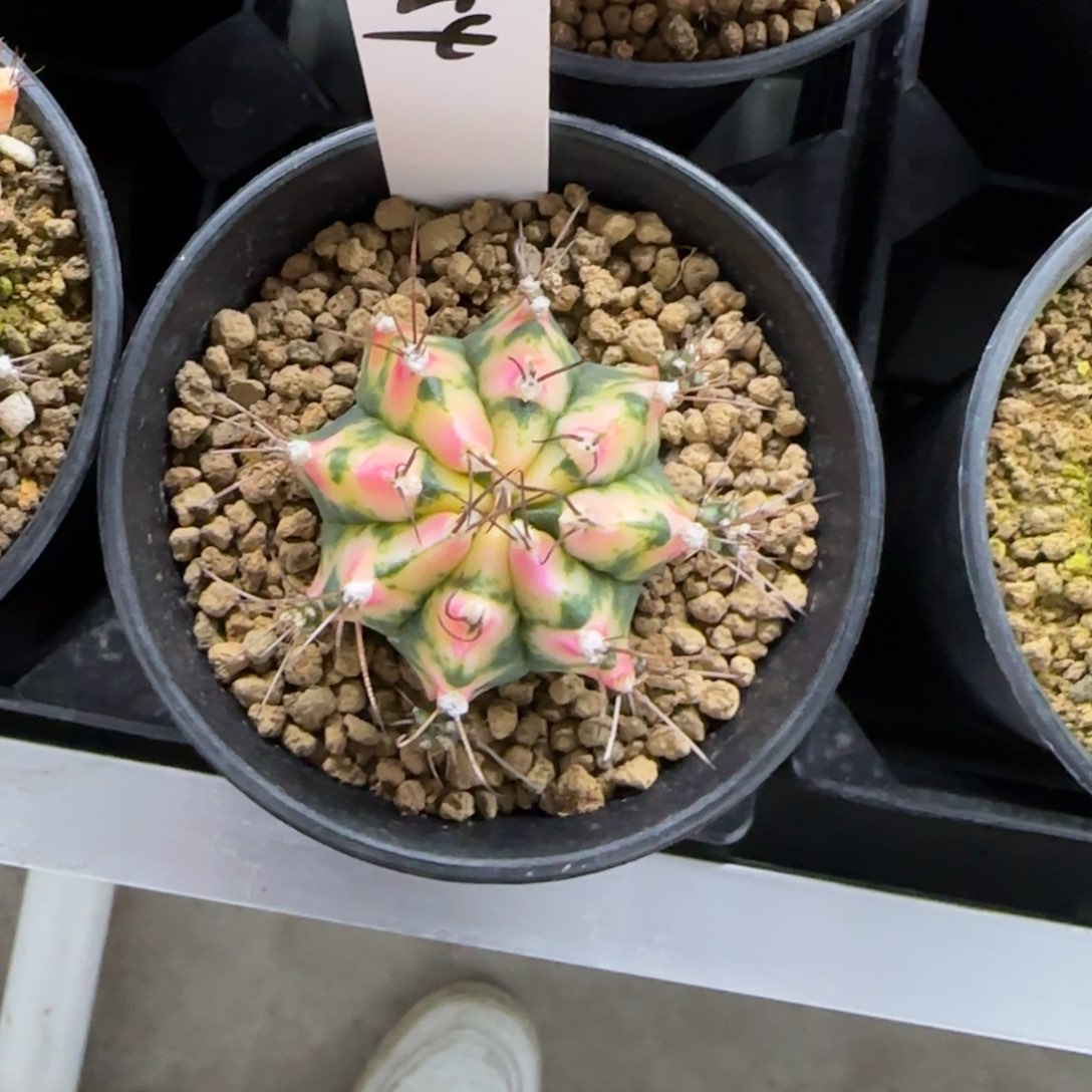 54-0213脱土发玻璃多肉