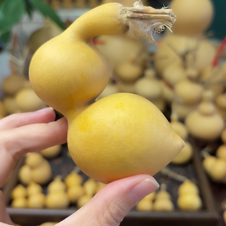 熬***。弓背蚂蚁精品葫芦微瑕