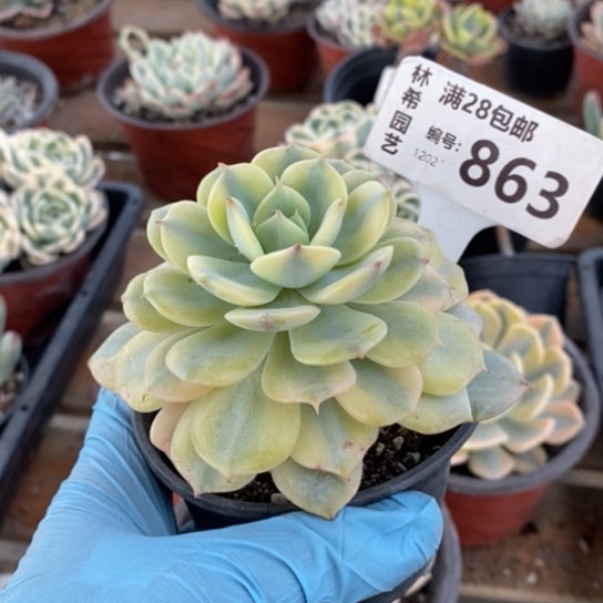 863一一一一一一一一一