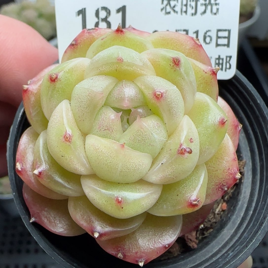 0116-181麦秆包子